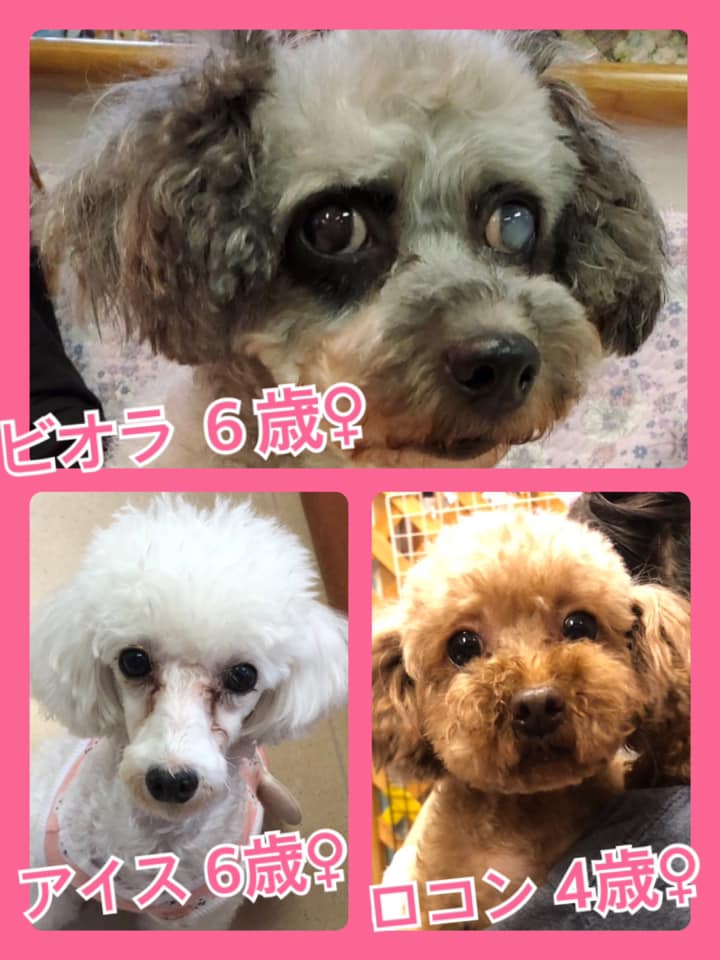 🐾今日の里親様募集中ワンコ🐶メンバーです🐾2020,7,3